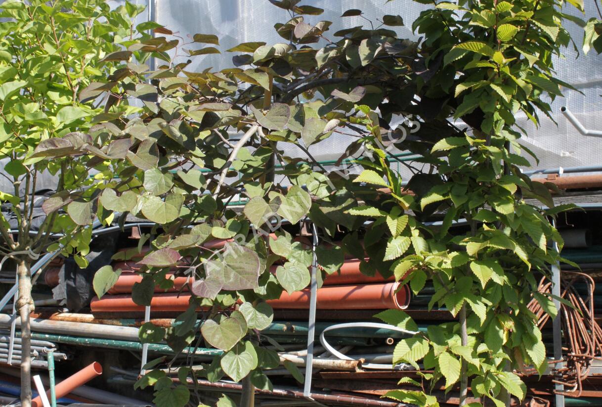 Zmarlika kanadská 'Ruby Falls' - Cercis canadensis 'Ruby Falls'