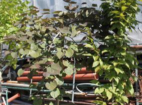 Zmarlika kanadská 'Ruby Falls' - Cercis canadensis 'Ruby Falls'