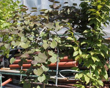 Zmarlika kanadská 'Ruby Falls'