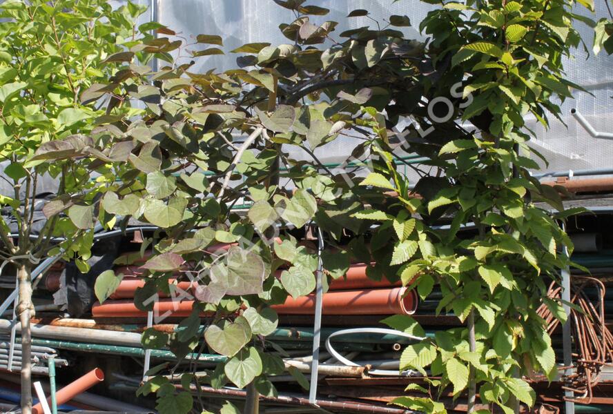 Zmarlika kanadská 'Ruby Falls' - Cercis canadensis 'Ruby Falls'
