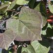 Zmarlika kanadská 'Ruby Falls' - Cercis canadensis 'Ruby Falls'