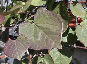 Zmarlika kanadská 'Ruby Falls' - Cercis canadensis 'Ruby Falls'
