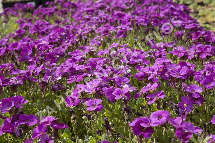 Tařička zahradní 'Glacier Lilac' - Aubrieta hybrida 'Glacier Lilac'