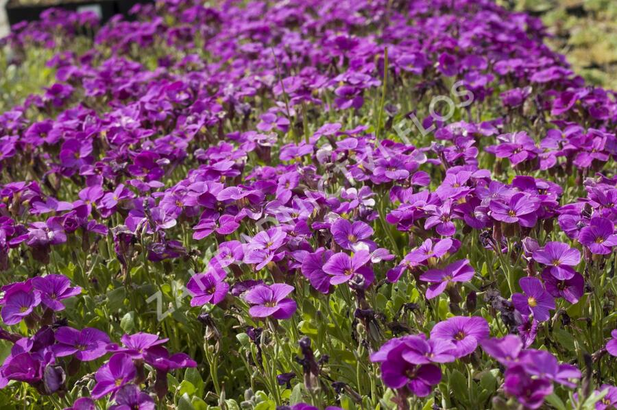 Tařička zahradní 'Glacier Lilac' - Aubrieta hybrida 'Glacier Lilac'