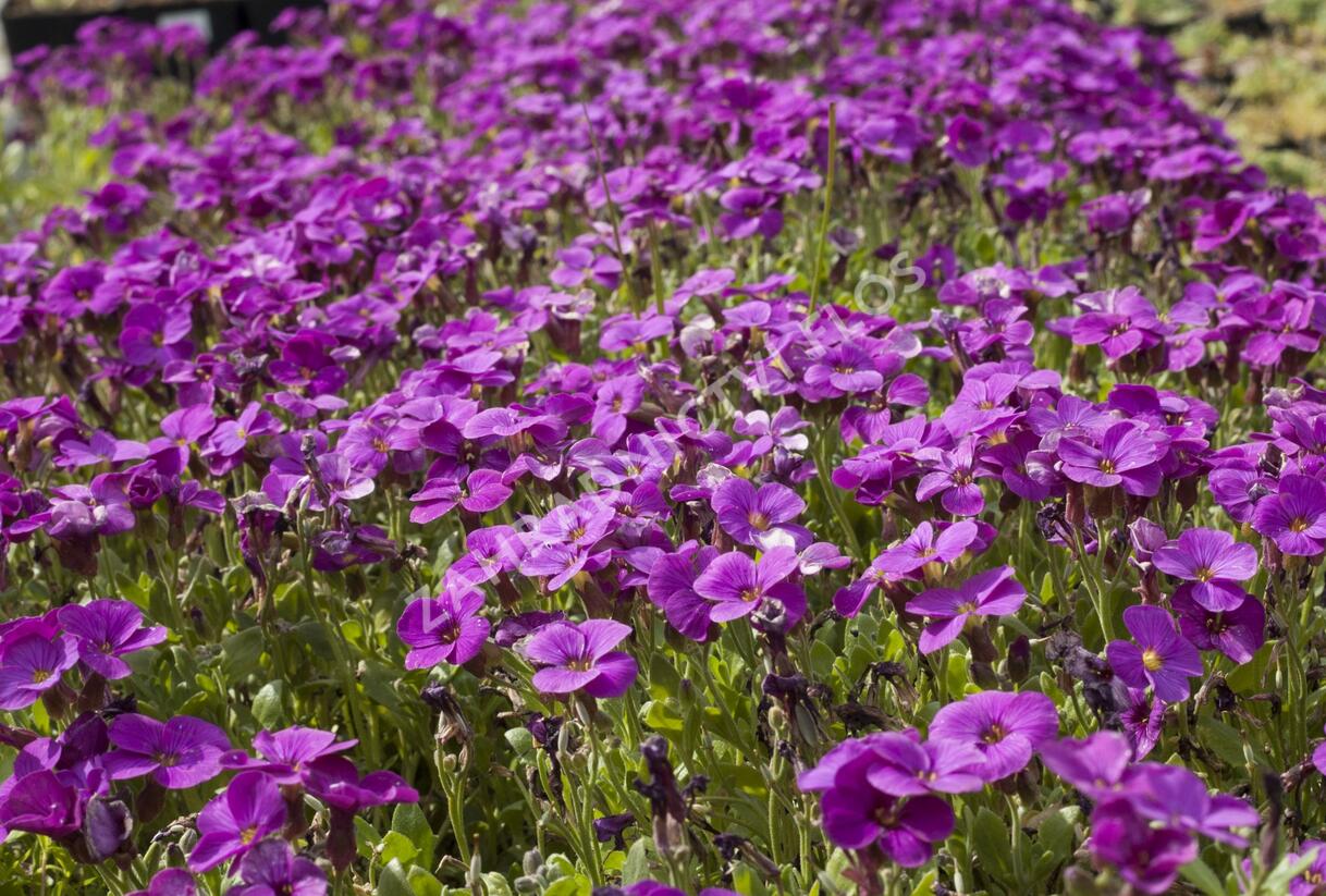 Tařička zahradní 'Glacier Lilac' - Aubrieta hybrida 'Glacier Lilac'