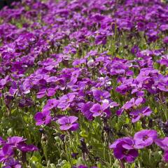 Tařička zahradní 'Glacier Lilac' - Aubrieta hybrida 'Glacier Lilac'