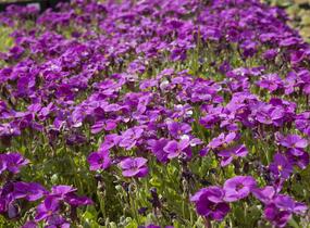 Tařička zahradní 'Glacier Lilac' - Aubrieta hybrida 'Glacier Lilac'