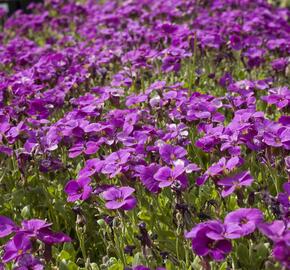 Tařička zahradní 'Glacier Lilac' - Aubrieta hybrida 'Glacier Lilac'