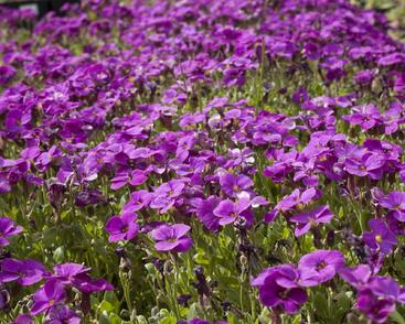 Tařička zahradní 'Glacier Lilac'