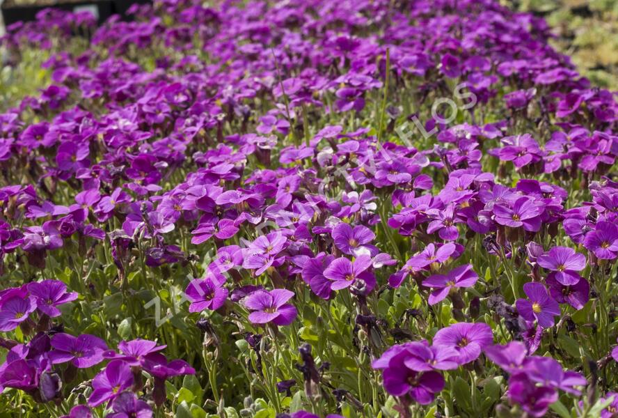Tařička zahradní 'Glacier Lilac' - Aubrieta hybrida 'Glacier Lilac'