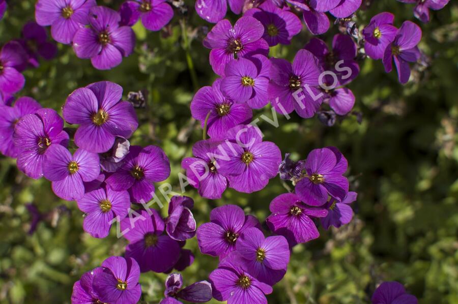 Tařička zahradní 'Glacier Lilac' - Aubrieta hybrida 'Glacier Lilac'