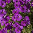 Tařička zahradní 'Glacier Lilac' - Aubrieta hybrida 'Glacier Lilac'