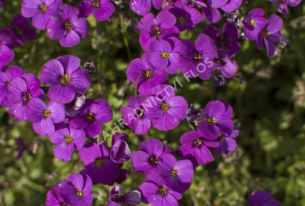 Tařička zahradní 'Glacier Lilac' - Aubrieta hybrida 'Glacier Lilac'