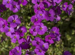 Tařička zahradní 'Glacier Lilac' - Aubrieta hybrida 'Glacier Lilac'