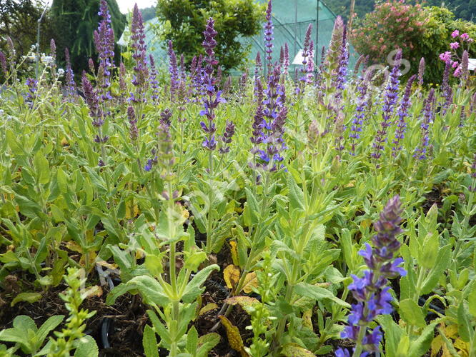 Šalvěj hajní 'Blau Königin' - Salvia nemorosa 'Blau Königin'