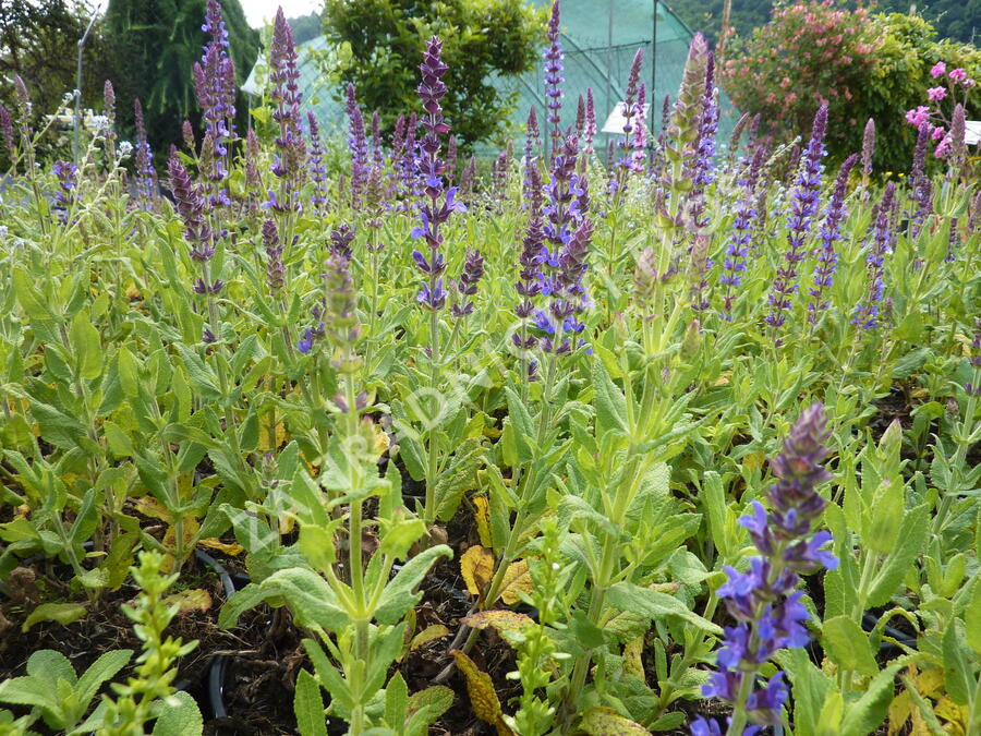 Šalvěj hajní 'Blau Königin' - Salvia nemorosa 'Blau Königin'