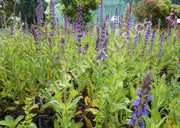 Šalvěj hajní 'Blau Königin' - Salvia nemorosa 'Blau Königin'