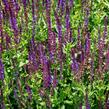 Šalvěj hajní 'Blau Königin' - Salvia nemorosa 'Blau Königin'