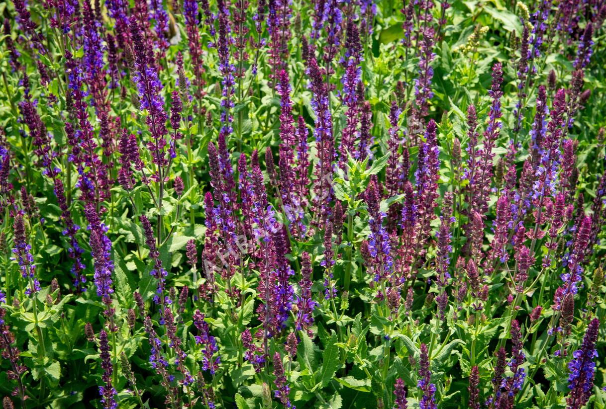 Šalvěj hajní 'Blau Königin' - Salvia nemorosa 'Blau Königin'