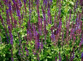 Šalvěj hajní 'Blau Königin' - Salvia nemorosa 'Blau Königin'