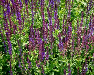 Šalvěj hajní 'Blau Königin'