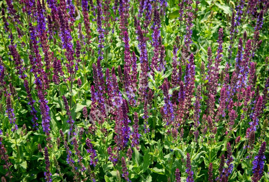 Šalvěj hajní 'Blau Königin' - Salvia nemorosa 'Blau Königin'