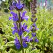 Šalvěj hajní 'Blau Königin' - Salvia nemorosa 'Blau Königin'