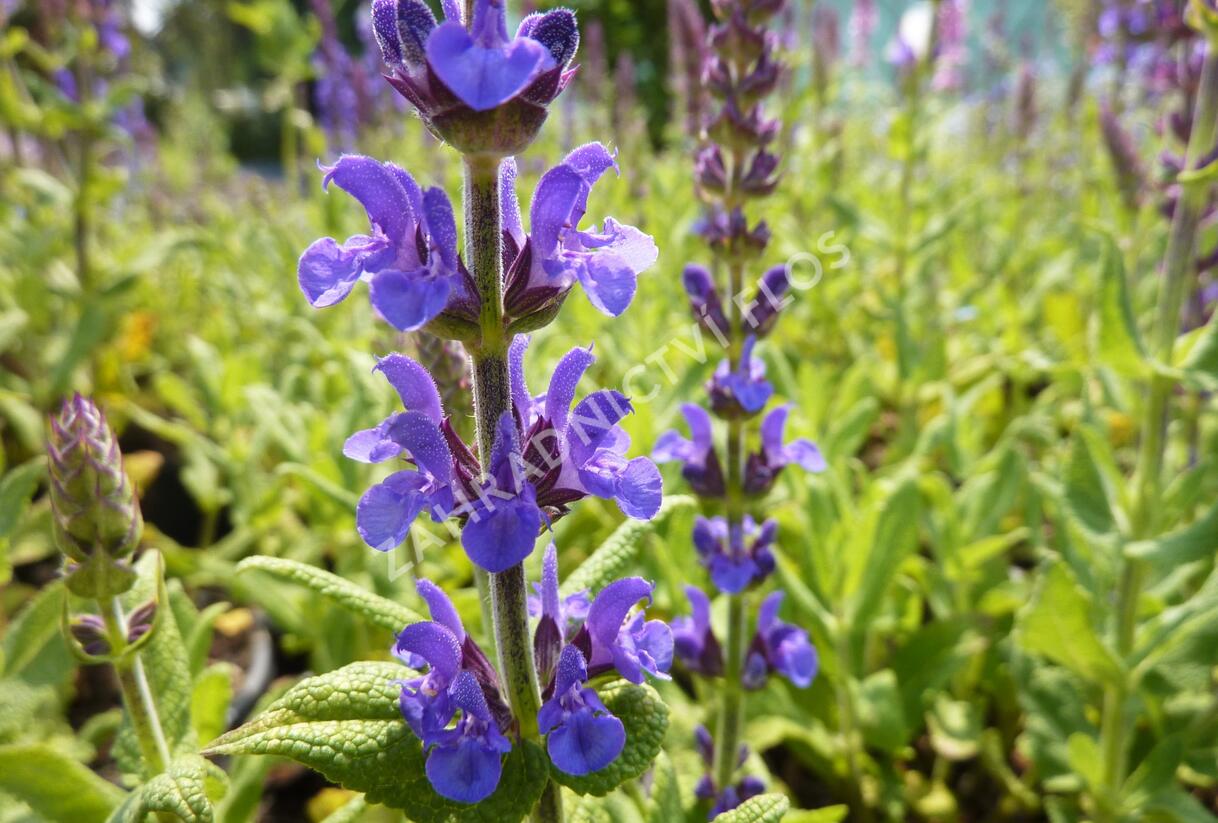 Šalvěj hajní 'Blau Königin' - Salvia nemorosa 'Blau Königin'