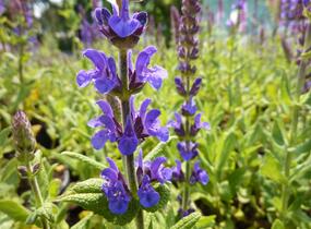Šalvěj hajní 'Blau Königin' - Salvia nemorosa 'Blau Königin'