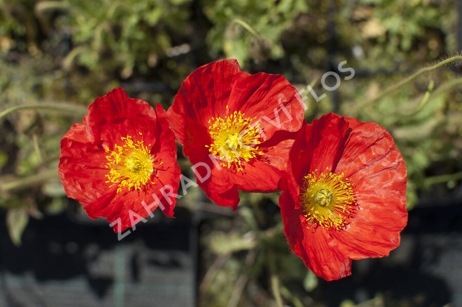 Mák lysý 'Gartenzwerg' - Papaver nudicaule 'Gartenzwerg'