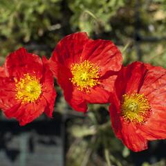 Mák lysý 'Gartenzwerg' - Papaver nudicaule 'Gartenzwerg'