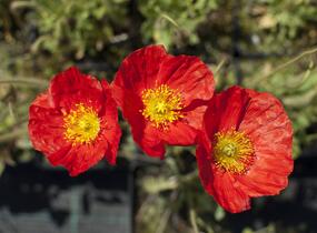 Mák lysý 'Gartenzwerg' - Papaver nudicaule 'Gartenzwerg'