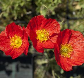 Mák lysý 'Gartenzwerg' - Papaver nudicaule 'Gartenzwerg'