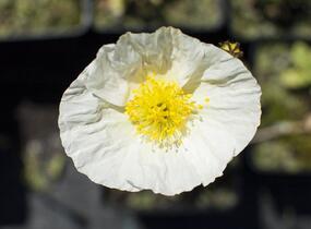 Mák lysý 'Gartenzwerg' - Papaver nudicaule 'Gartenzwerg'