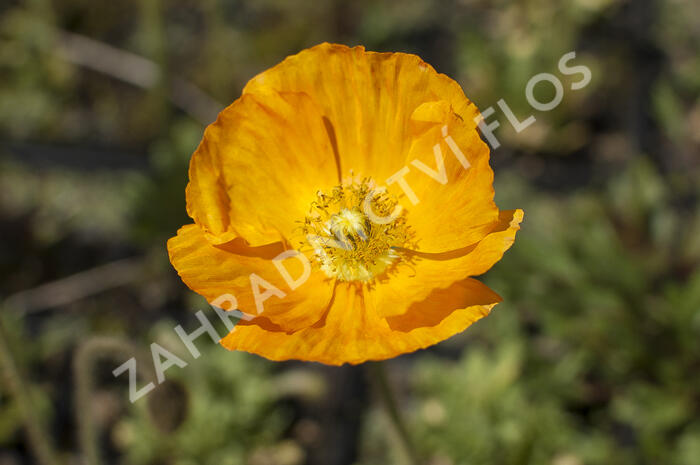 Mák lysý 'Gartenzwerg' - Papaver nudicaule 'Gartenzwerg'