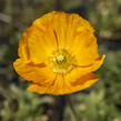 Mák lysý 'Gartenzwerg' - Papaver nudicaule 'Gartenzwerg'