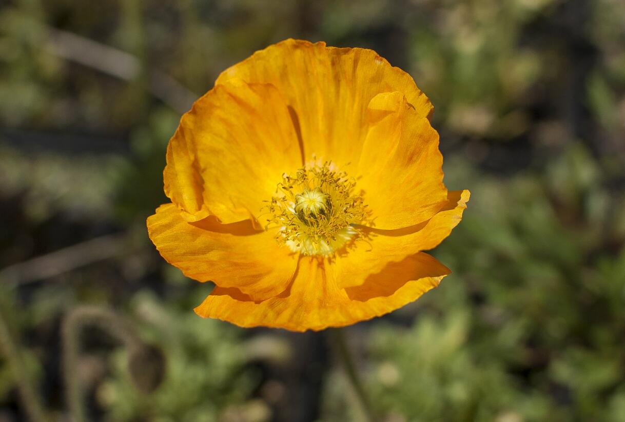 Mák lysý 'Gartenzwerg' - Papaver nudicaule 'Gartenzwerg'