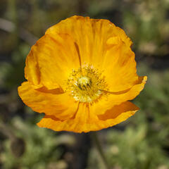 Mák lysý 'Gartenzwerg' - Papaver nudicaule 'Gartenzwerg'