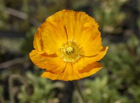 Mák lysý 'Gartenzwerg' - Papaver nudicaule 'Gartenzwerg'