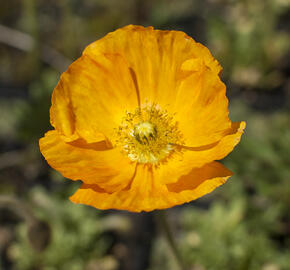 Mák lysý 'Gartenzwerg' - Papaver nudicaule 'Gartenzwerg'