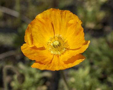 Mák lysý 'Gartenzwerg'