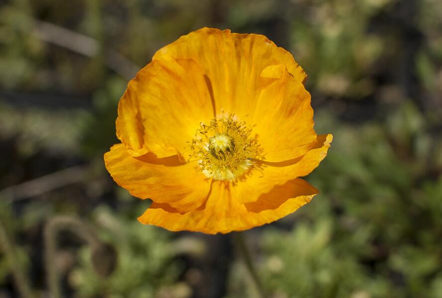 Mák lysý 'Gartenzwerg' - Papaver nudicaule 'Gartenzwerg'