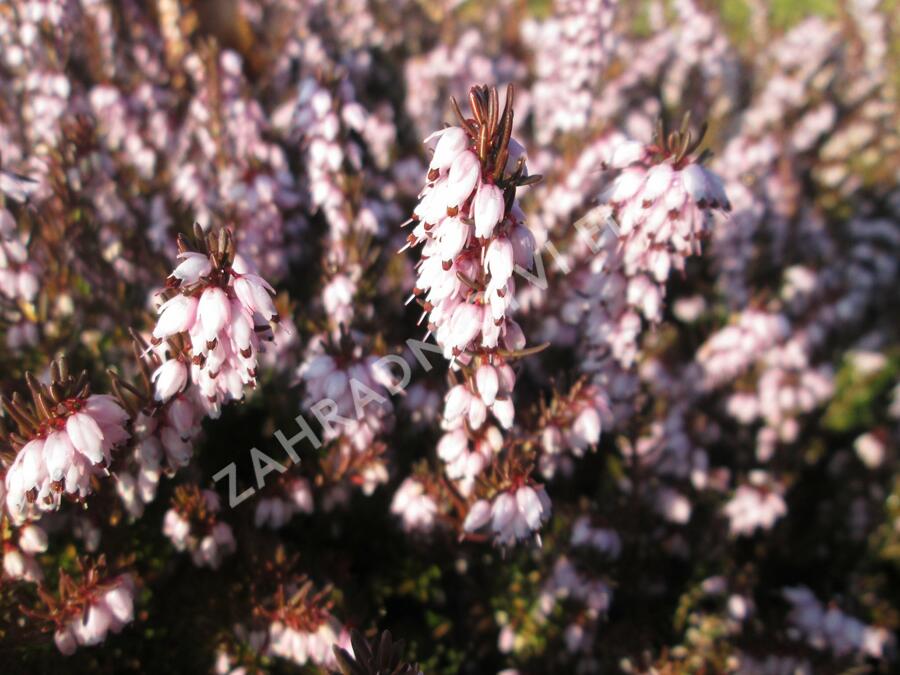 Vřesovec darlejský 'Darley Dale' - Erica darleyensis 'Darley Dale'