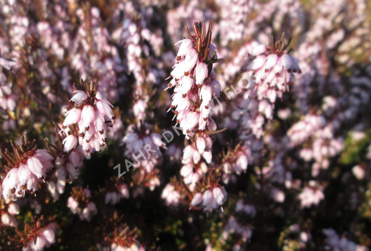 Vřesovec darlejský 'Darley Dale' - Erica darleyensis 'Darley Dale'