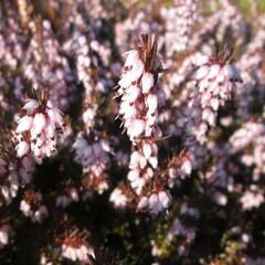 Vřesovec darlejský 'Darley Dale' - Erica darleyensis 'Darley Dale'