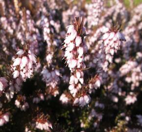 Vřesovec darlejský 'Darley Dale' - Erica darleyensis 'Darley Dale'