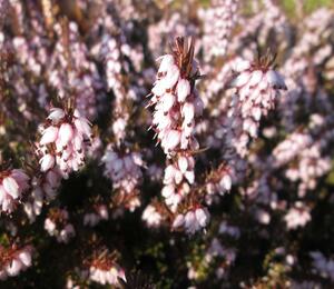 Vřesovec darlejský 'Darley Dale' - Erica darleyensis 'Darley Dale'