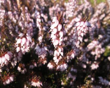 Vřesovec darlejský 'Darley Dale'