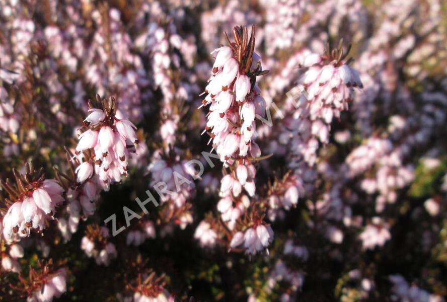 Vřesovec darlejský 'Darley Dale' - Erica darleyensis 'Darley Dale'