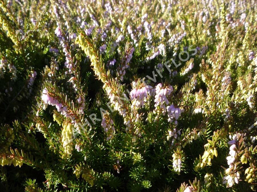 Vřesovec darlejský 'Darley Dale' - Erica darleyensis 'Darley Dale'